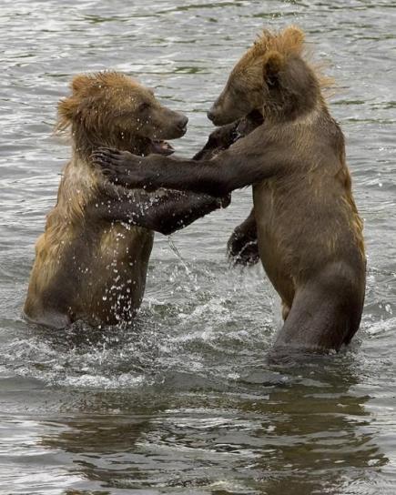 brown bear, cubs, wrestling