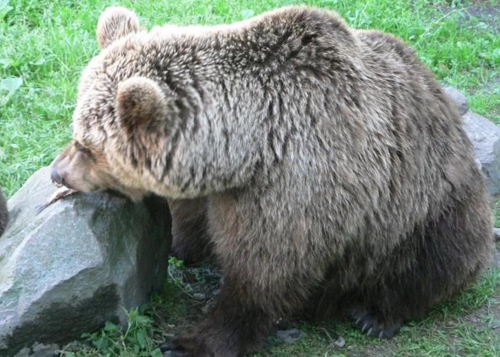 brown bear, eating, fish