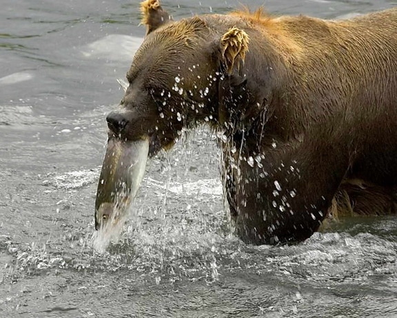 бурий ведмідь їдять рибу, річка