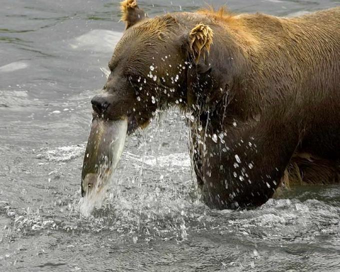 καφέ αρκούδα τρώει, ψάρια, ποτάμι