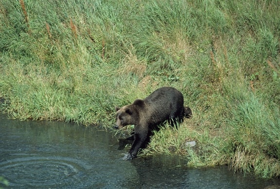 brown bear, ursus arctos, deep grass, riverbank