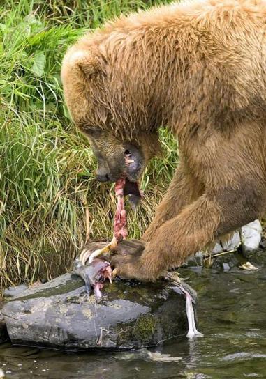 бурый медведь, кормления, лосось