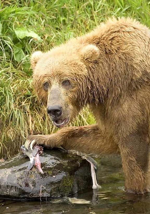 Brunbjørn, fodring, laks, fisk, ursus arctos