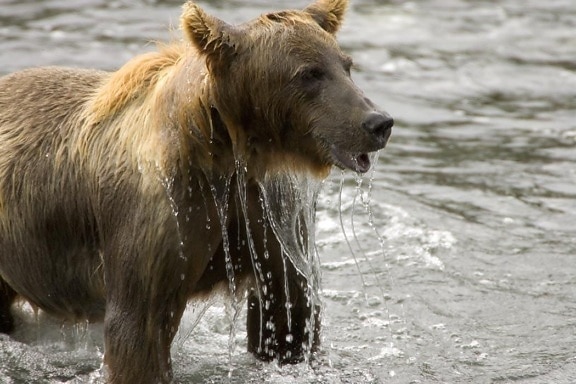 brown bear, female, water
