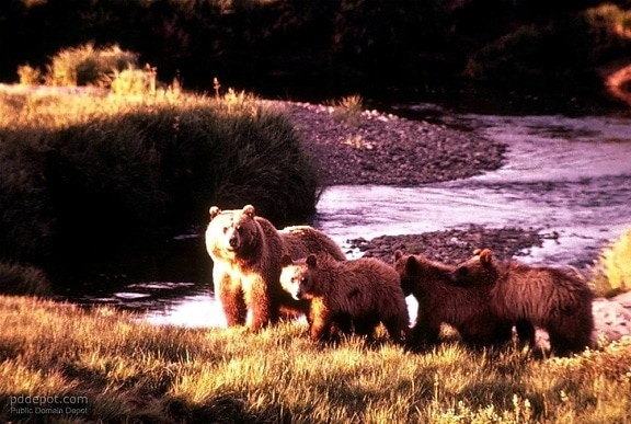 brown bear, female, cubs