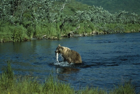 brown bear, fishing, ursus middendorffi