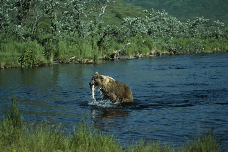orso bruno, la pesca, middendorffi ursus