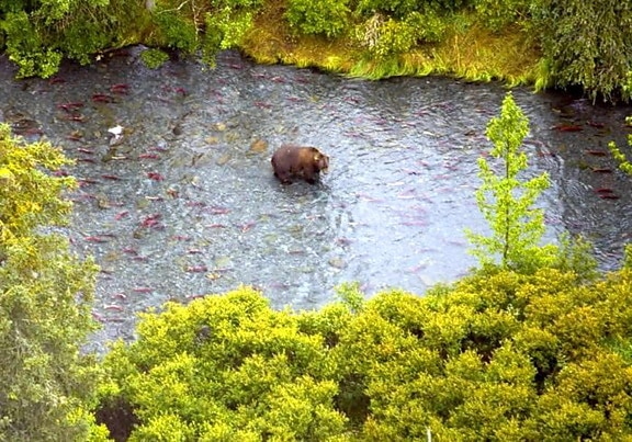бурый медведь, Русский, река