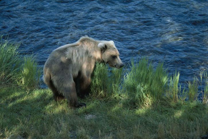 καφέ αρκούδα, θηλαστικό, ursus middendorffi