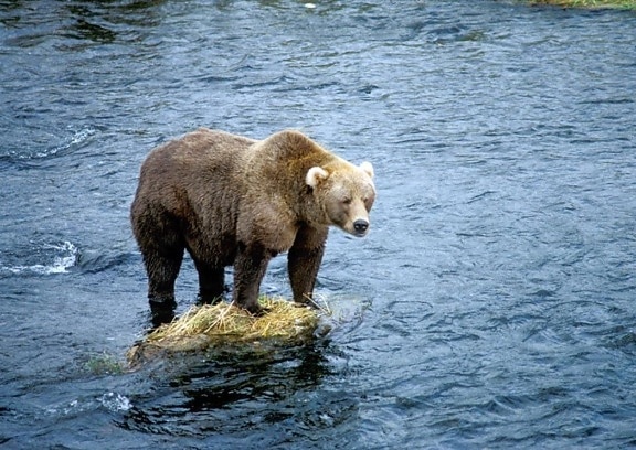 oso marrón, roca, río