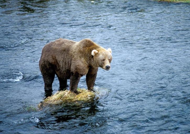 beruang cokelat, rock, sungai