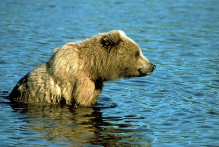 brown bear, relaxes, shallow water