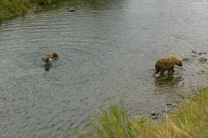 brown bear, sow, two, cubs, river