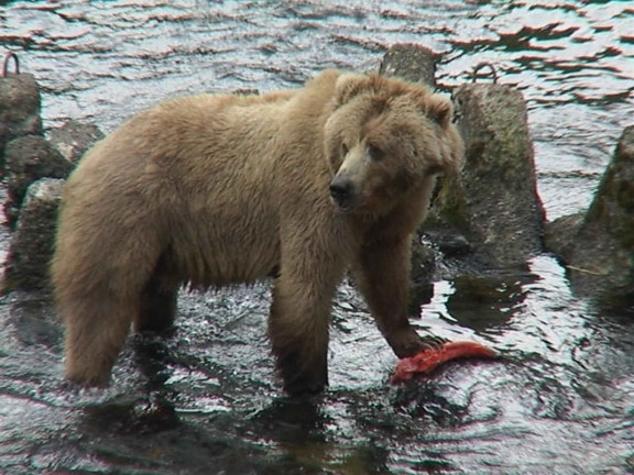 brown bear, sow, salmon, ursus arctos