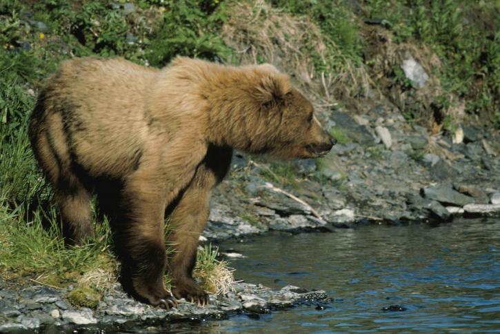 หมีสีน้ำตาล ยืน แม่น้ำ ธนาคาร ursus middendorffi