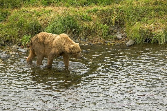 коричневый медведь, прогулка, река, край