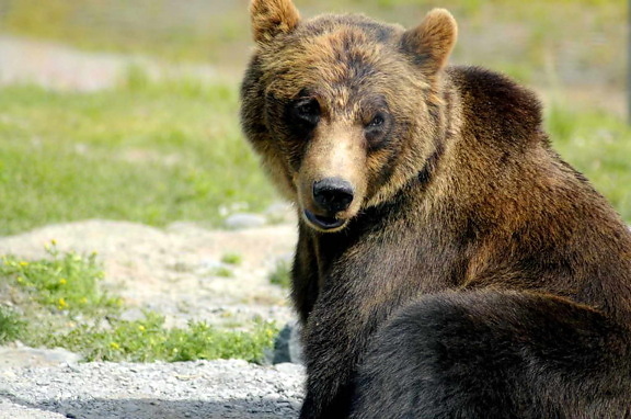 brunbjörnen, ursus arctos, stora Björn