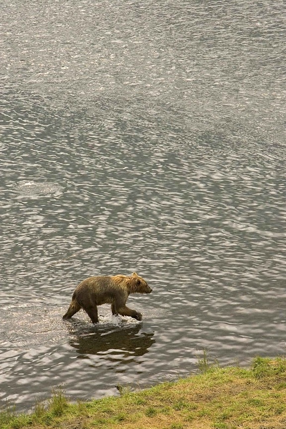 бурый медведь, переправ, вода