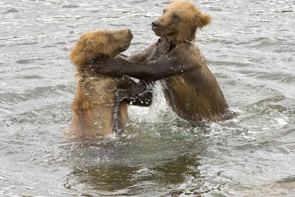 brown bears, cubs, play, water