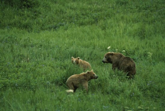 brown bears, ursus middendorffi