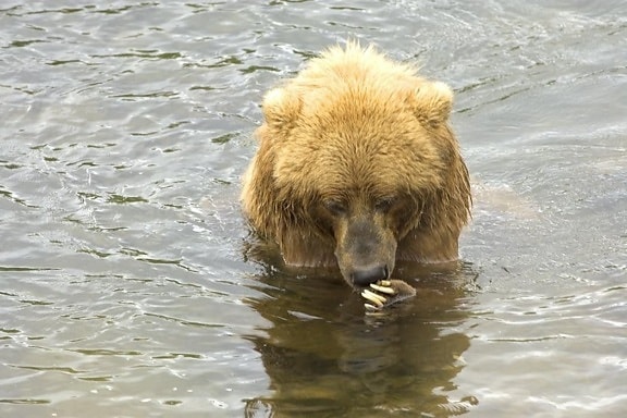 up-close, brown bear, water
