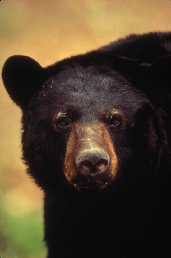 up-close, American, black bear, face