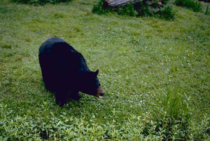 uhanalaisten, musta karhu eläinten