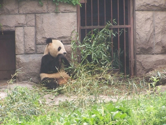 feeding, panda