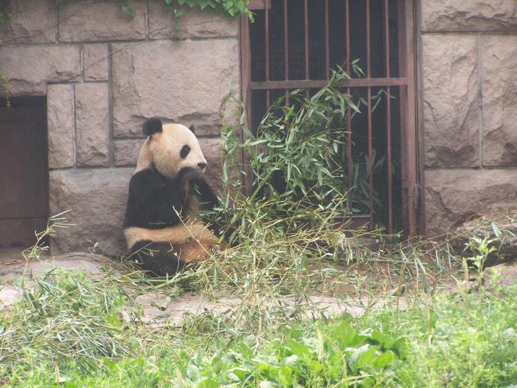 hrănire, panda