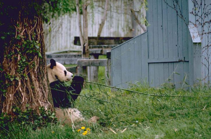 jättiläinen panda, eläinten