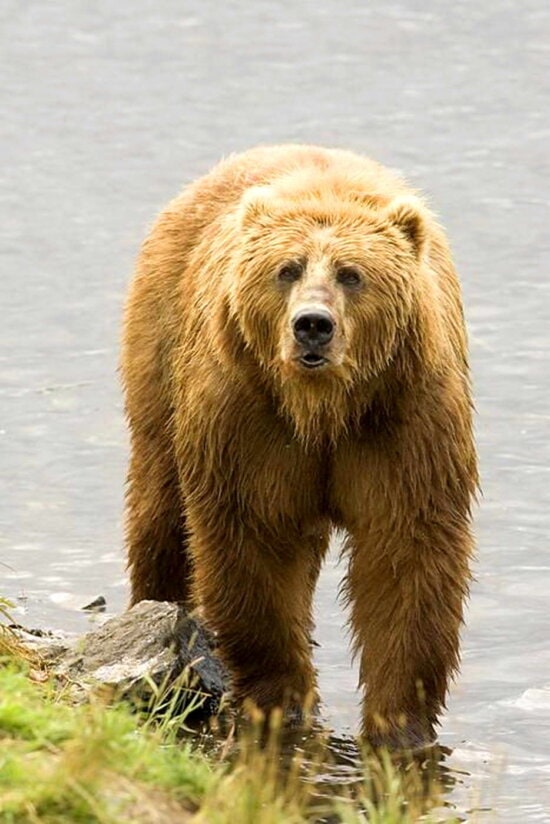 grizzly bear, brown bear