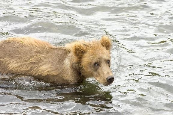 grizli medvjed, mladunče, stoji, voda