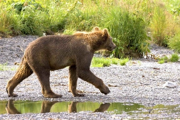 grizzly bear, cub, walking, brown bear