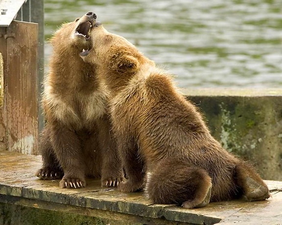 grizzly bear, cubs