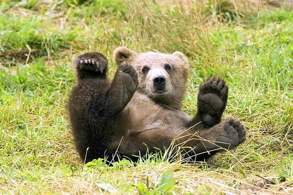 grizli medvjed Kodiak, Divljina, utočište