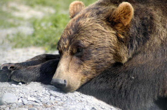 grizzly bear, lying, head, down