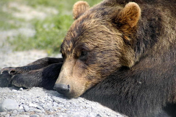 orso grizzly, sdraiato, testa, giù