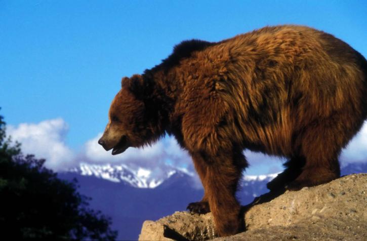 grizzly bear, rock, overlooking