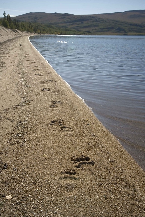 grizzly bear, tracks, sand