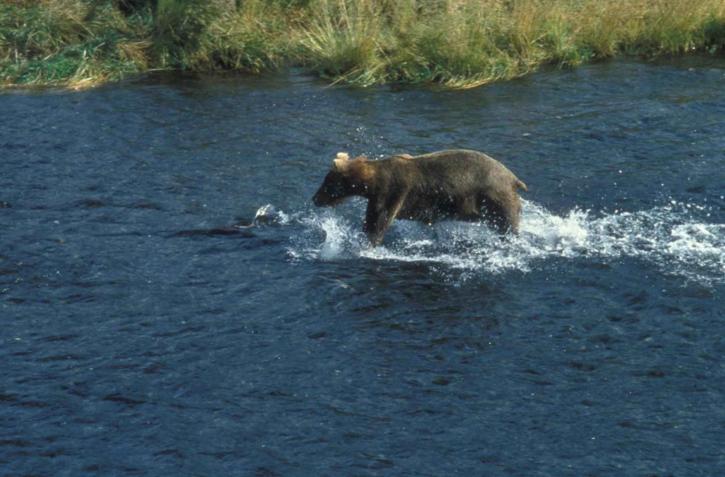 grizzly bear, walking, water