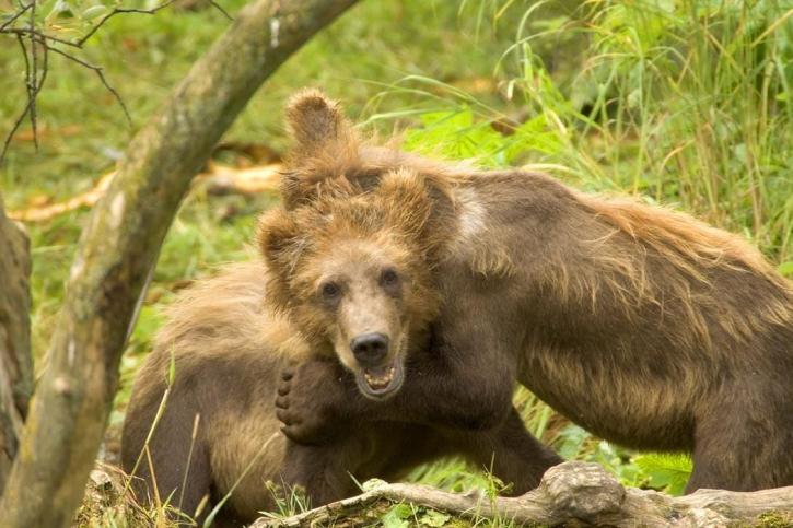 grizzly bjørn