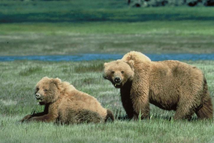 medvěd grizzly, zvířat, přírody