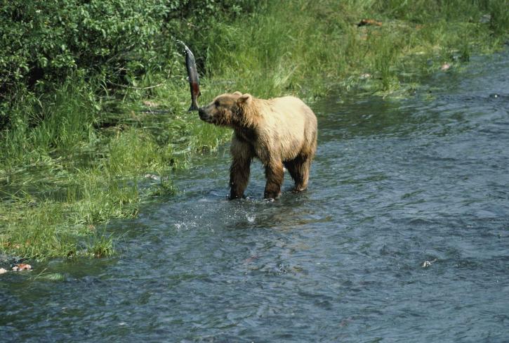 Kodiak, gấu nâu, ursus middendorffi