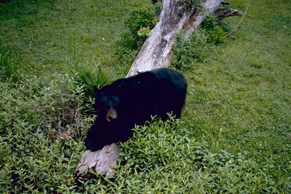 louisiane, ours noir