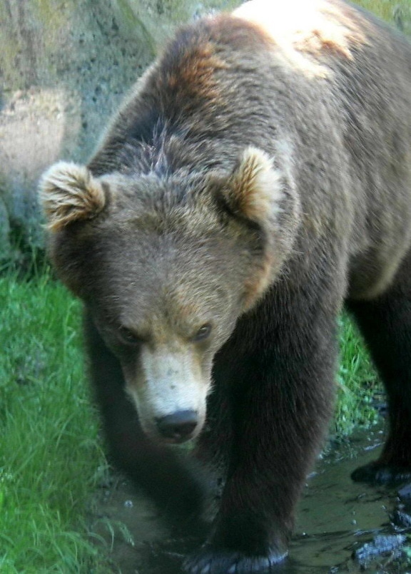 la explotación forestal, oso