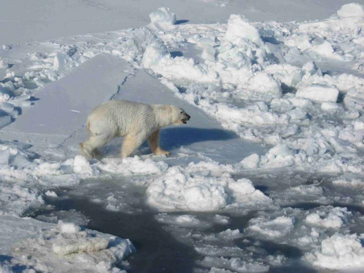 male, polar, white bear, walks, pack, ice, ursus maritimus