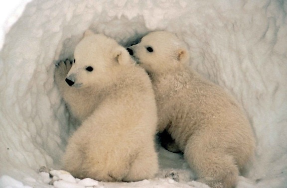 polar, urso, filhotes, neve