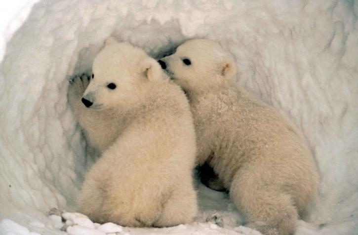 isbjørn, unger, snø