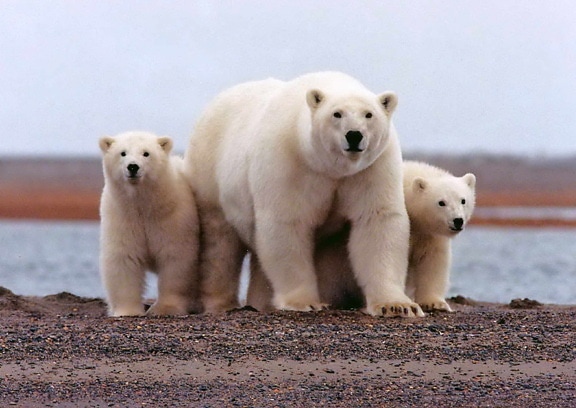полар, мечка, женски, млад, малките, ursus maritimus