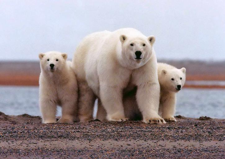 Polar, Beer, vrouw, jong, cubs, ursus maritimus